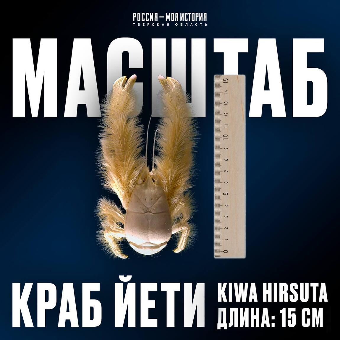 Слышали ли вы о «меховом» крабе?