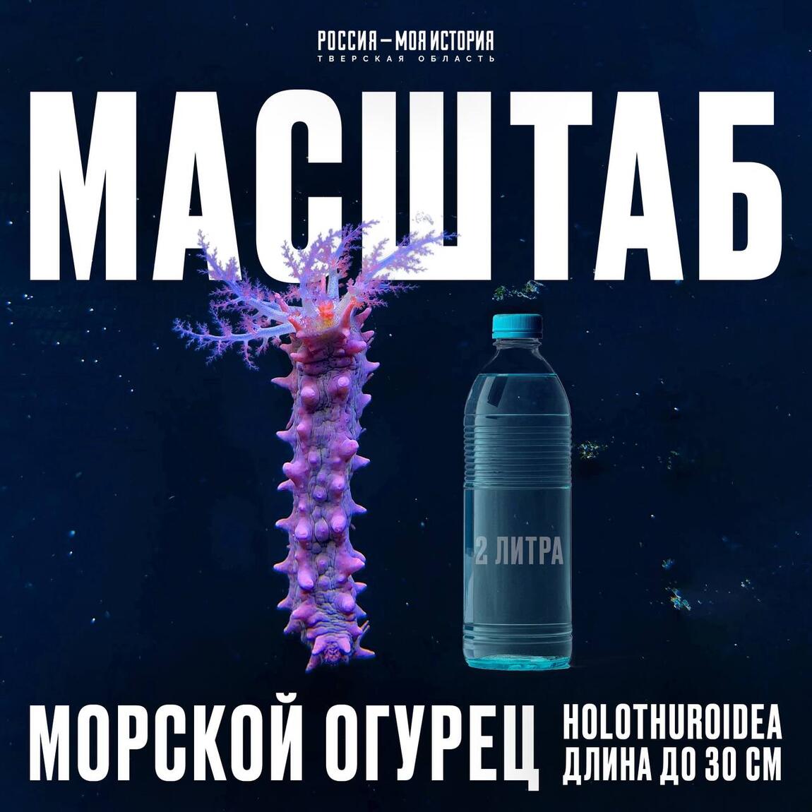 Знакомьтесь, «конфетный огурец» — яркая жемчужина океана!