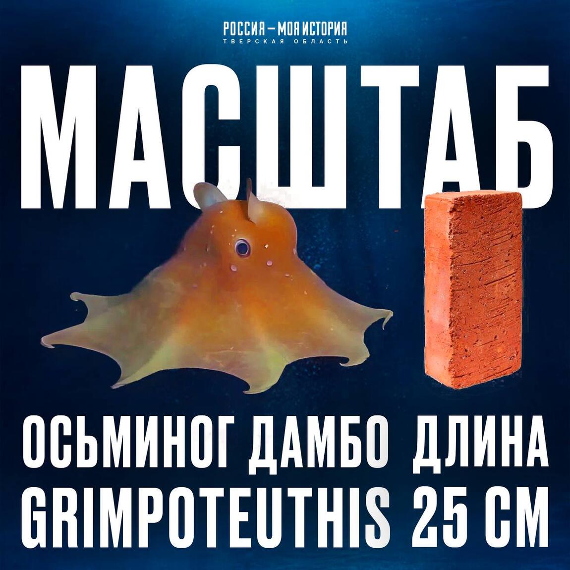 Осьминог Дамбо — глубоководный слонёнок океана!