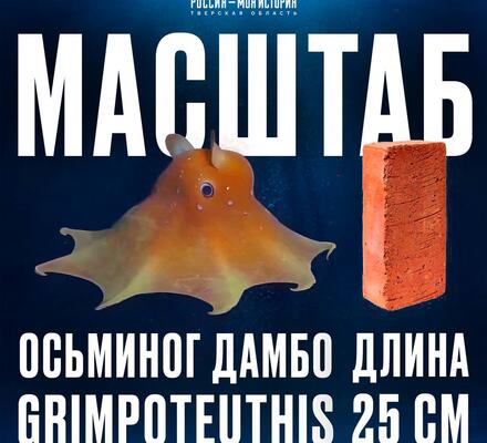 Осьминог Дамбо — глубоководный слонёнок океана!