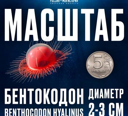 Бентокодон: ужин без свидетелей